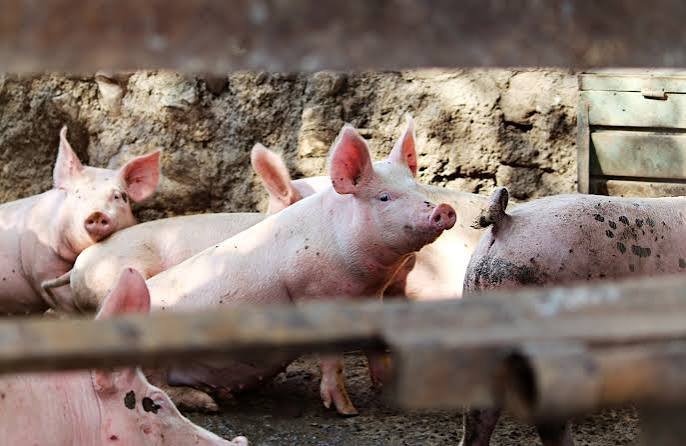 Thailand Accelerates Nationwide Swine Inspections