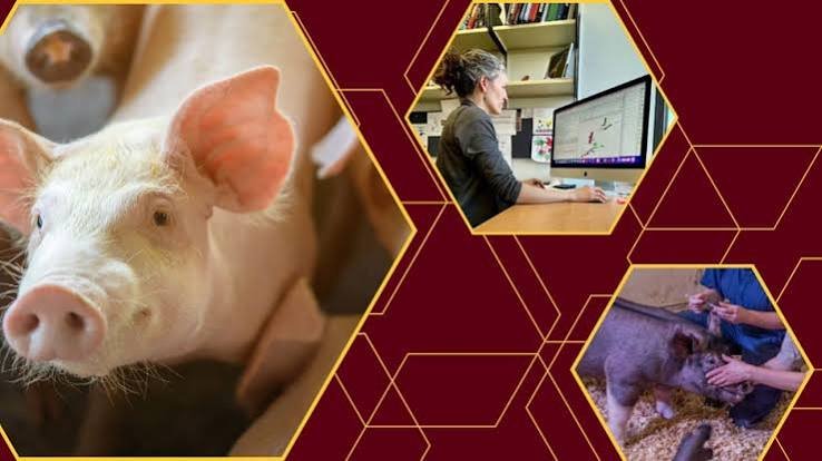 Vitamin D3 Research Targets Older Sow Surviva