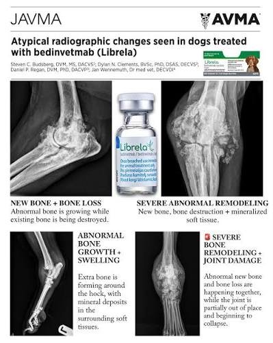 Rare APBR Bone-Remodeling Pattern Reported in Dogs Receiving Zoetis Librela