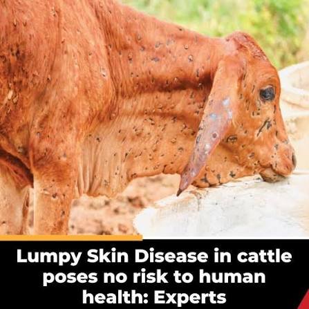 india-lumpy-skin-disease-outbreaks-2026