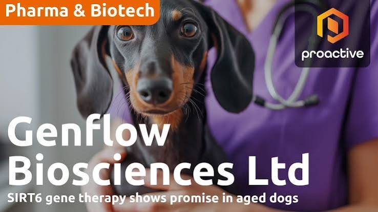 Genflow Biosciences Reports Success in SIRT6 Gene-Therapy Trial in Aged Dogs
