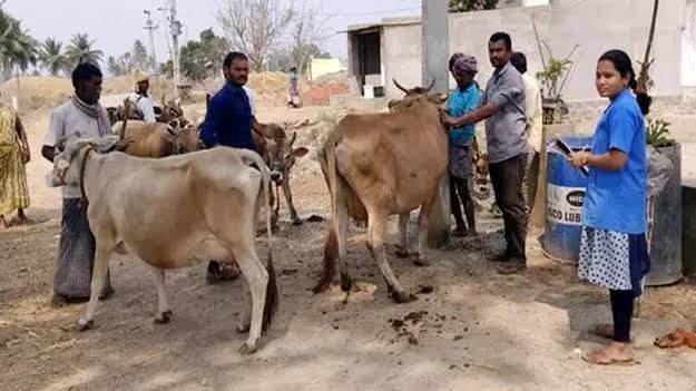 India: Andhra Pradesh Accelerates Free Theileria Vaccination in Cattle Herds