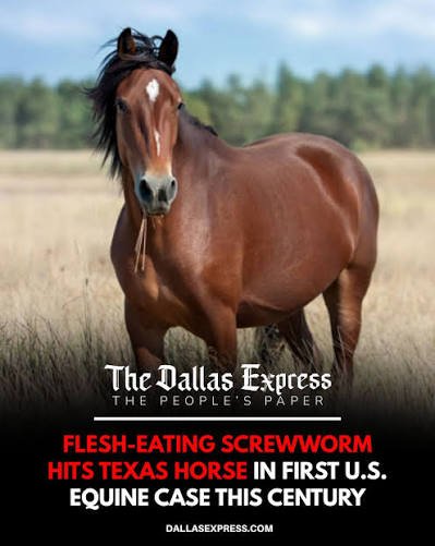 New World Screwworm First Confirmed Equine Case in US