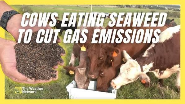 Alganut Project: Spain's Seaweed Feed Cuts Emissions, Antibiotics in Livestock