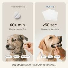 NanosVet Raises $8.3 Million to Advance Oral-Film Drug Delivery for Companion Animals