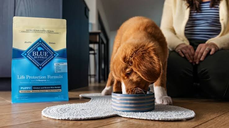 Blue Buffalo Launches AI Tool to Compare Dog Foods