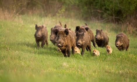 finland-african-swine-fever-cases-2026