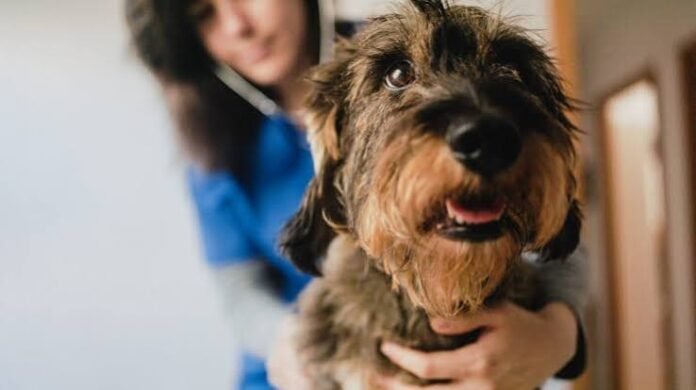 Multiple co-morbidities shorten life in dogs