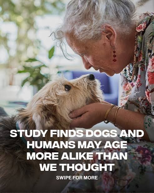 Multiple co-morbidities shorten life in dogs