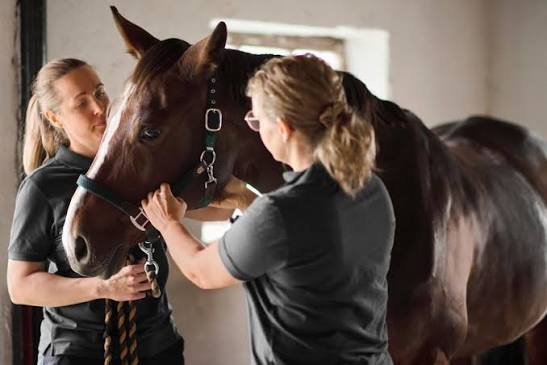 Boehringer Ingelheim Rolls Out SCOVELLA®