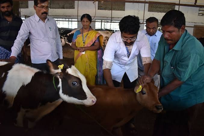 Theileria vaccination in Cattle