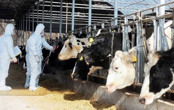 South Korea’s FMD Returns: 32 Cattle Positive as Virus Reappears