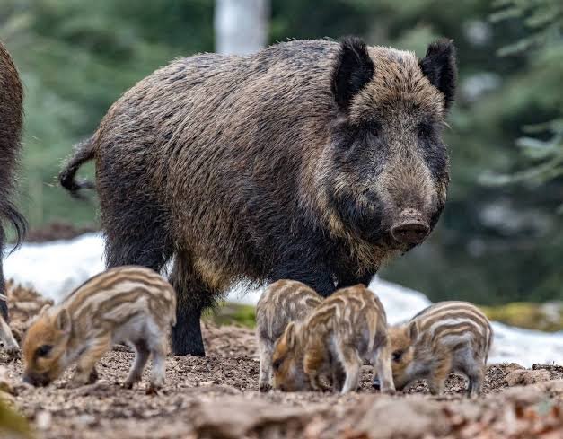Finland Tightens African Swine Fever Controls as Wild-Boar Cases RISE