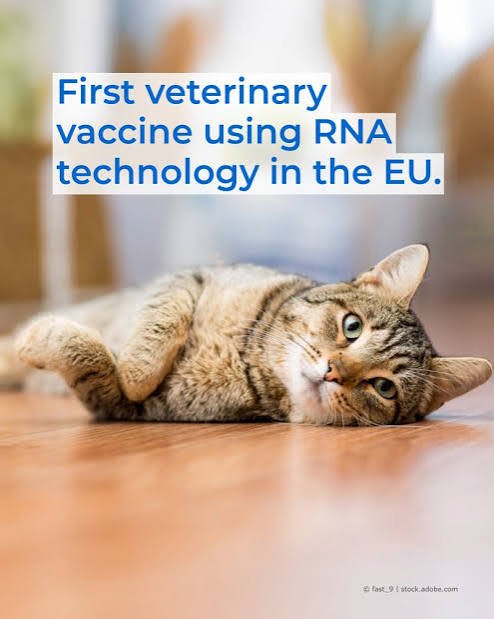 self-amplifying RNA veterinary vaccine