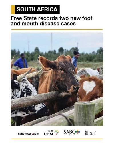 South Africa's Free State province has recorded 798 confirmed foot-and-mouth disease (FMD) cases