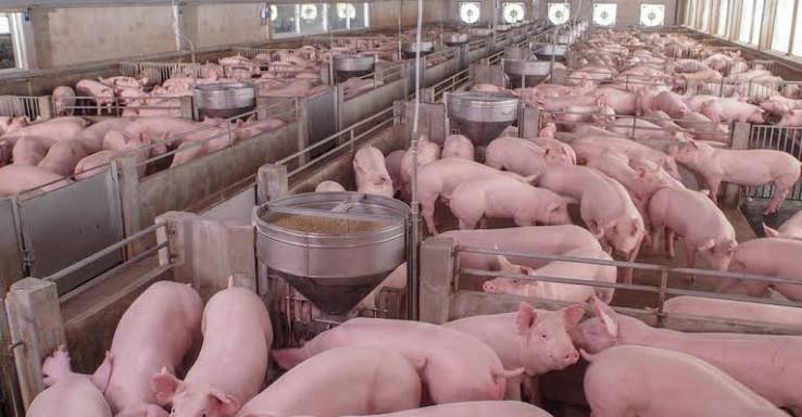 EU Approves €73 Million for Italian Farmers Hit by Bird Flu and ASF