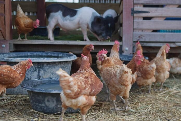 EU Approves €73 Million for Italian Farmers Hit by Bird Flu and ASF