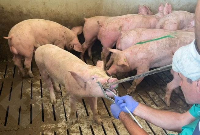 On-Farm PRRSV Molecular Diagnostics