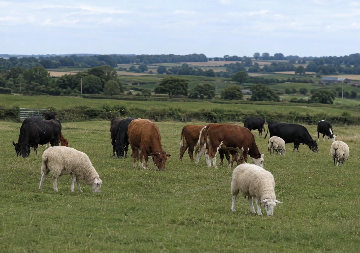 UK bluetongue outbreak 2026