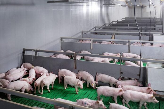 porcine deltacoronavirus China