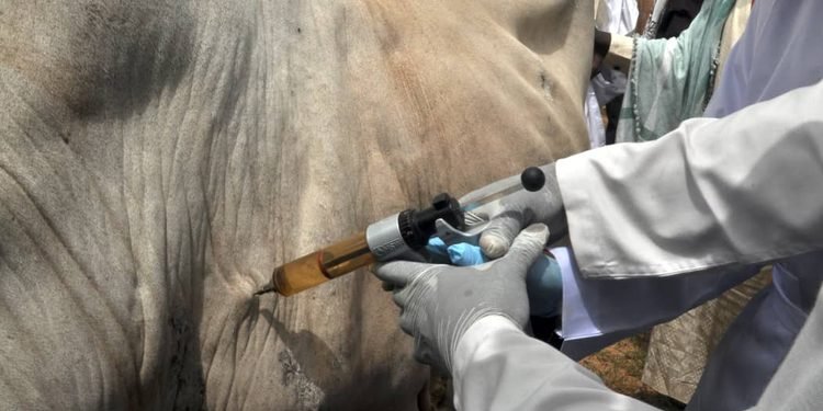 Gombe livestock vaccination campaign