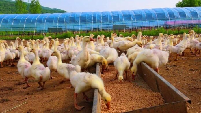 N-carbamylglutamate in poultry nutrition