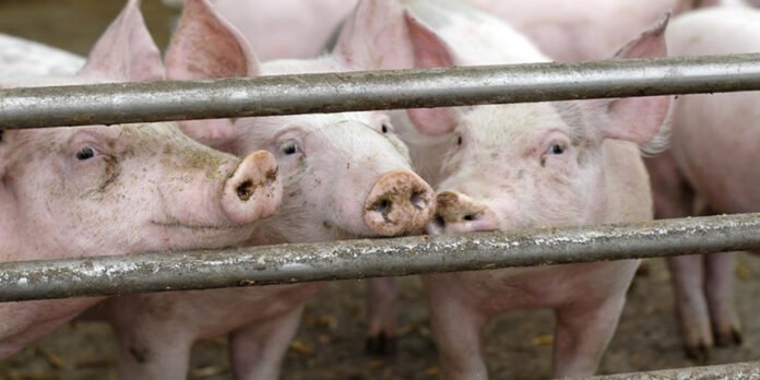 Philippine pig farmers demand higher pork tariffs