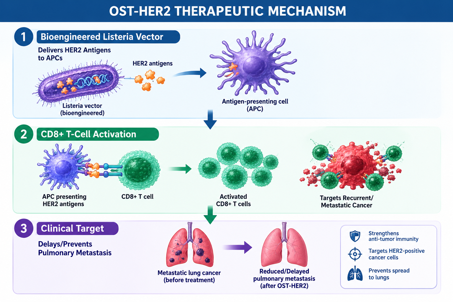 OST-HER2 Mechanism of Action