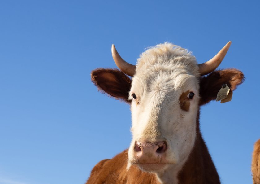 Edinburgh Cattle-Eye Imaging for bTB