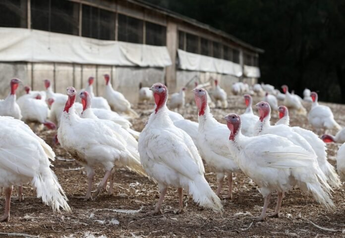 U.S. HPAI turkey losses 2026