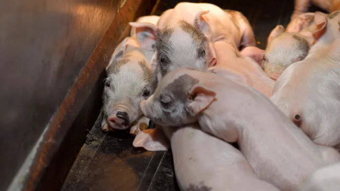 us-pig-livability-project