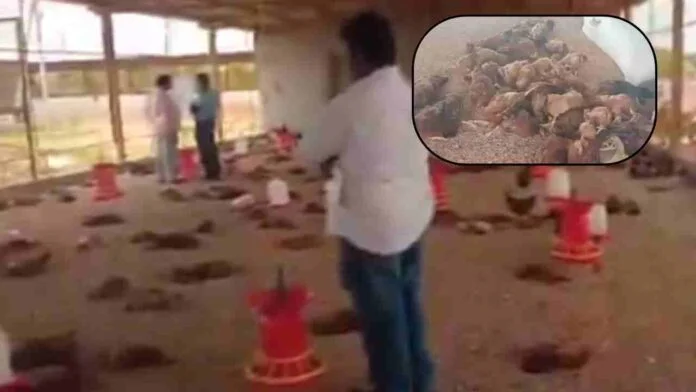H5 Avian Influenza Confirmed in Andhra Pradesh