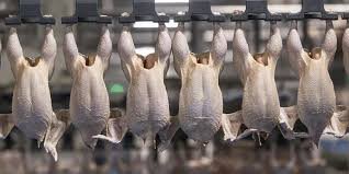 Brazil poultry exports to EU