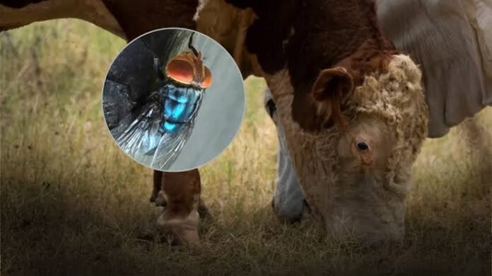 Newworld Screwworm Cases in Texas and New Mexico Oct 2026