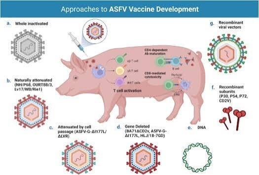 African Swine Fever Vaccine Market Report 2026