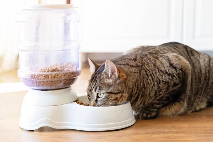heavy-metals-in-cat-foods