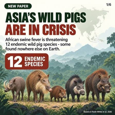 african-swine-fever-asia-wild-pigs-extinction