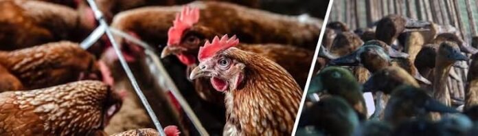 HPAI Outbreaks in 22 Countries IN 2026