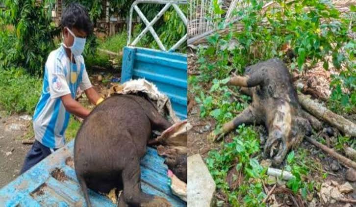 Classical Swine Fever Confirmed in Car Nicobar, India
