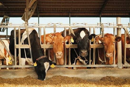 Hoofprint Biome cattle methane reduction