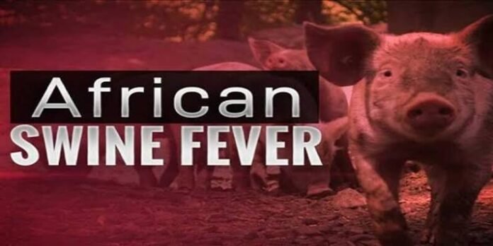 Vietnam Reports 697 African Swine Fever Outbreaks in First Half of 2026
