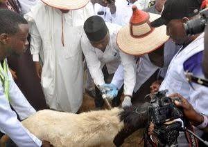 Gombe livestock vaccination campaign