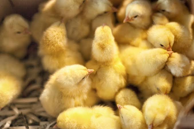 Ceva Salmonella prevention strategy
