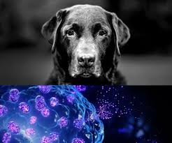 companion animal health growth opportunities