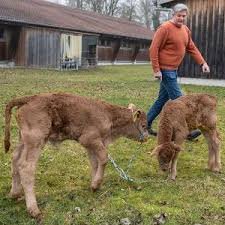 cattle pregnancy without interferon tau IFNT
