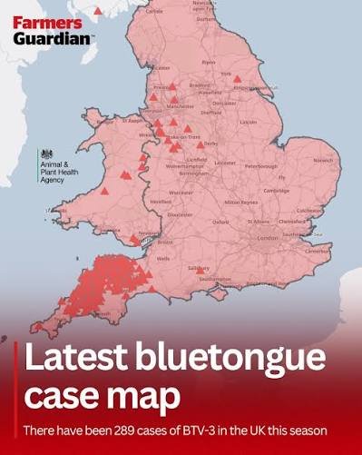uk-bluetongue-update-october-2026