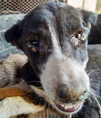 canine distemper in shelters