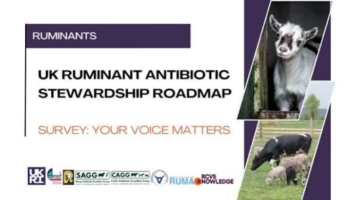 UK & European Livestock Bodies Unveil 2026 Ruminant Antibiotic Roadmap