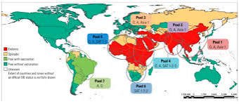 foot and mouth disease vaccine supply