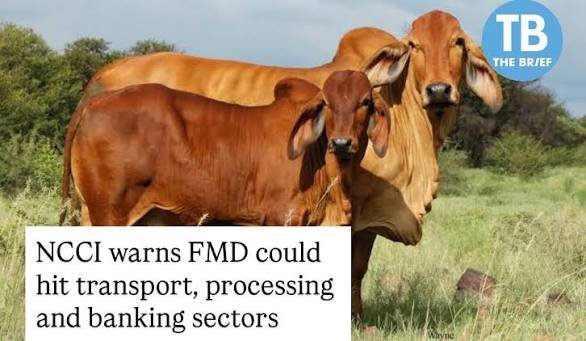 Namibia FMD Restrictions Hit Cattle Trade
